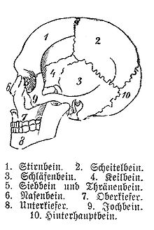 [1] Zeichnung eines Schädels mit dem Jochbein (9).