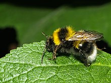 [1] eine Hummel auf einem Blatt;
Aufnahme von Benutzer Roman Köhler am 13. Mai 2008