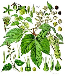 [1] Hopfen (Humulus lupulus)