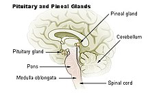 [1] Die Lage der Epiphyse (pineal gland) im Gehirn