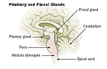 [1] Die Lage der Zirbeldrüse (pineal gland) im Gehirn