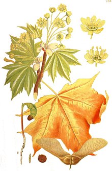 [1] Ahorn (Acer platanoides)