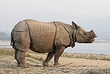 [1] indisches Rhinozeros (Rhinoceros unicornis) am Narayani, Nepal;
Aufnahme von Charles J Sharp am 21. November 2019