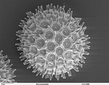 [2] Bild eines Pollens