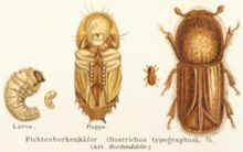 [1] Borkenkäfer (Scolytinae)