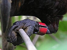 [3] Vogelbein mit Ring