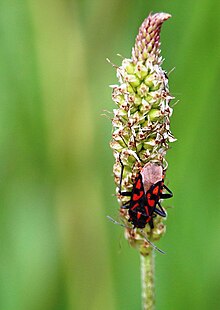 [3] ein Knappe (Spilostethus saxatilis) auf Spitzwegerichblüte