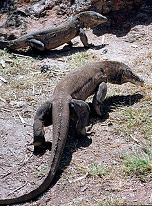 [1] Komodowarane