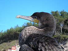 [1, 2] Kormoran