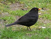 [1] eine Amsel