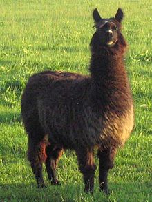 [1] Lama