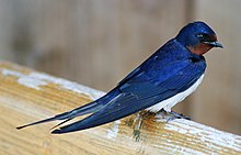 [1] eine Rauchschwalbe (Hirundo rustica)