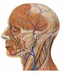 [1] anatomische Details eines Kopfes