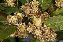 [1] Lorbeer (Laurus nobilis)