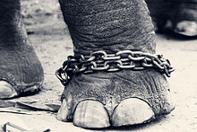 [1] Ein Elefant hat am Bein eine Fessel.