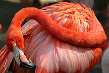 [1] Flamingo im Zoo