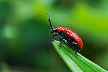 [2] ein Lilienhähnchen (Lilioceris lilii), Vertreter der Unterfamilie Criocerínae