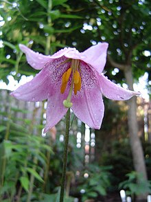 [1] Lilie (Lilium)