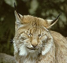 [2] ein Eurasischer Luchs