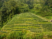 [1] Plantage für Tee in Malaysia