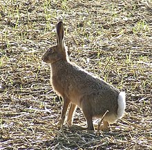 [12] Profil eines Feldhasen (Lepus europaeus) mit weißer Feder; Aufnahme von Norman Hyett im März 2008