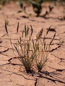 [1] Nur noch ein paar Gräser wachsen bei Dürre.