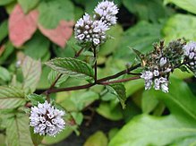 [2] Minze, Pfefferminze (Mentha piperita)