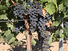 [1] Merlot-Reben in La Mancha