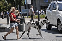 [2] Ein schwarz-weiß gefleckter Hund und sein Frauchen gehen spazieren in Montréals Innenstadt.
Aufnahme von Serge Melki am 21. Juni 2008