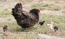 [1, 2] Huhn (Henne) mit Küken