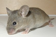 [1] Maus, ein kleines Tier