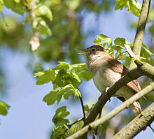 [1] Nachtigall (Luscinia megarhynchos)