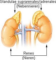 [1] Nebenniere