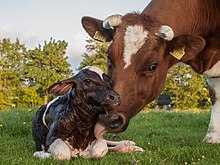 [1] neugeborenes Holsteiner Kalb