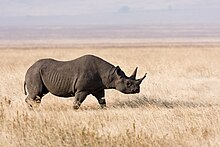 [1] ein Nashorn (Diceros bicornis) im Ngorongoro-Krater am Rande der Serengeti in Tansania;
Aufnahme von Benutzer Ikiwaner am 30. Juli 2010