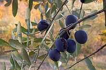 [1] schwarze Oliven am Baum