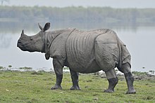 [1] ein Nashorn (Rhinoceros unicornis) im Kaziranga-Nationalpark in Indien;
Aufnahme von Benutzer Anuwar ali hazarika am 31. Januar 2016