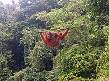 [1] Ein Orang-Utan