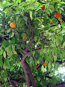 [1] Obstbaum