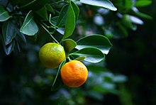 [1] zwei Orangen in unterschiedlichen Reifestadien