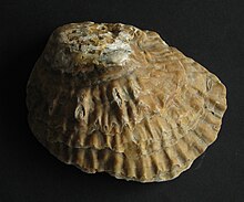 [2] Muschelschale