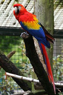 [1] Halbtotale eines Papageis (Hellroter Ara) aus der Gattung der Eigentlichen Aras im Allwetterzoo Münster