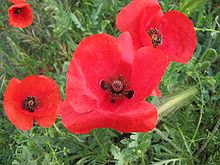 [1, 3] Klatsch-Mohn (Papaver rhoeas)