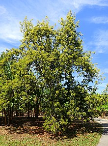 [1] eine Avocado in Florida