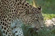 [1] Persischer Leopard mit schwarzen Flecken