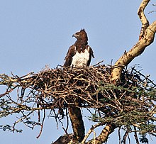 [1] ein Horst mit Adler