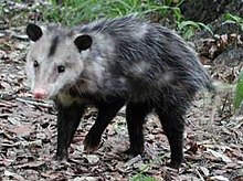 [1] Virginia-Opossum (Didelphis virginiana)