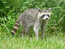 [1] ein Waschbär im Hugh Taylor Birch State Park in Fort Lauderdale, Florida, USA;
Aufnahme von Benutzer Cary Bass-Deschênes am 3. September 2006