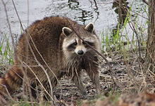 [1] ein weibliches Exemplar eines Waschbären an einem Gewässer in Ottawa, Ontario, Kanada;
Aufnahme von Benutzer D. Gordon E. Robertson am 18. April 2009