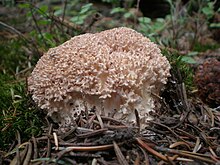 [2] Hahnenkamm (Ramaria botrytis)